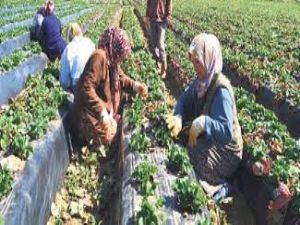 KADINLAR SİGORTASIZ ÇALIŞIYOR