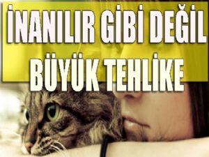 Kedilerden bulaşan tokso paraziti şizofreniye yol açıyor