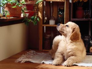 EVDE KÖPEK BESLEYENLER DİKKAT