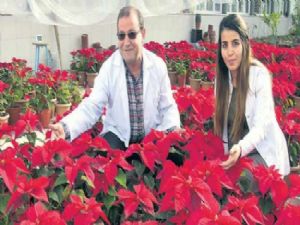Atatürk çiçeği' doktora tezi oldu 