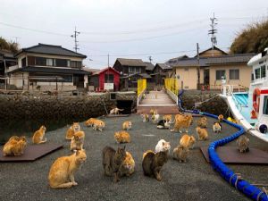 KEDİLER ADAYI İSTİLA ETTİ