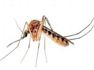 Zika virüsü Avrupa'da