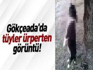 GÖKÇEADA'DA VAHŞET