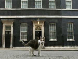 İNGİLTERE'DE KEDİ KADRO'YA ALINDI