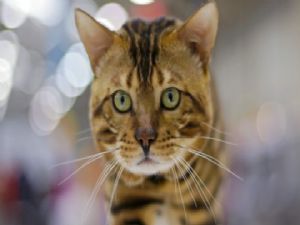 Kayıp kedi, polise kendisi 'başvurdu'