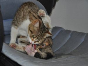 KEDİ KARAKOL'A SIĞINDI