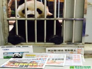 Hayvanat bahçesinden 'Panda yaşıyor' fotoğrafı