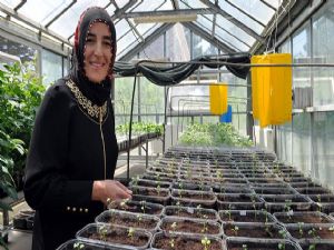 Milli patates kadın eliyle tanıtılacak