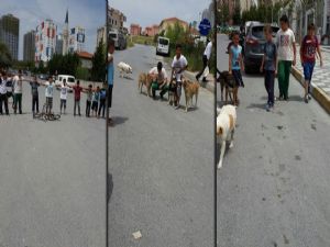 Arnavutköy'de Çocuklar Zabıtaya Karşı 