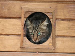 Kedi ve köpekler kışı 'ev'lerinde geçirecek