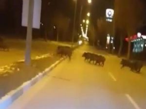 Aç kalan domuzlar şehre indi