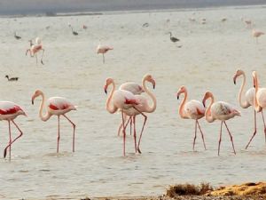 Flamingolar Bodrum'a akın etti