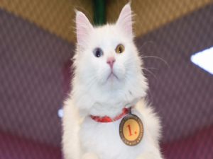 'Kartopu' kedi güzeli seçildi
